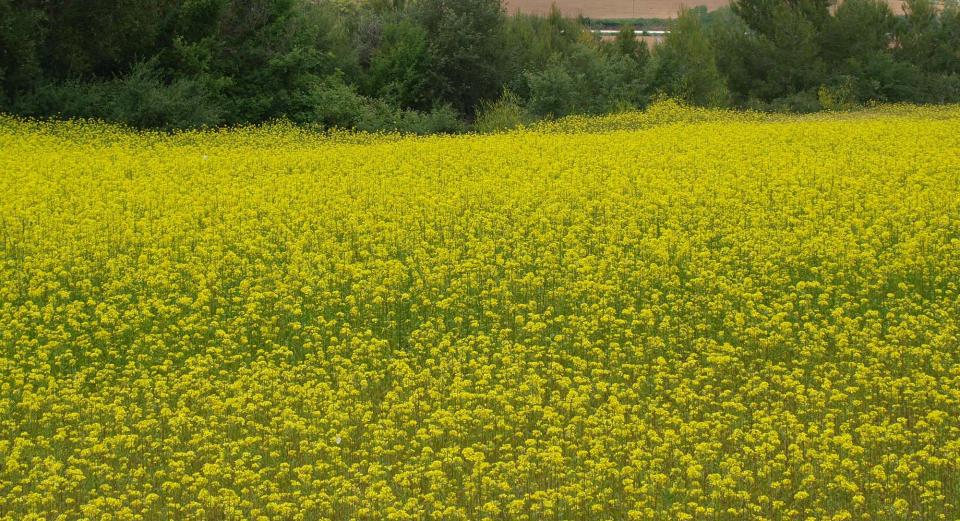 Agricultura ecològica Josep Mestre conreu de mostassa - Argençola