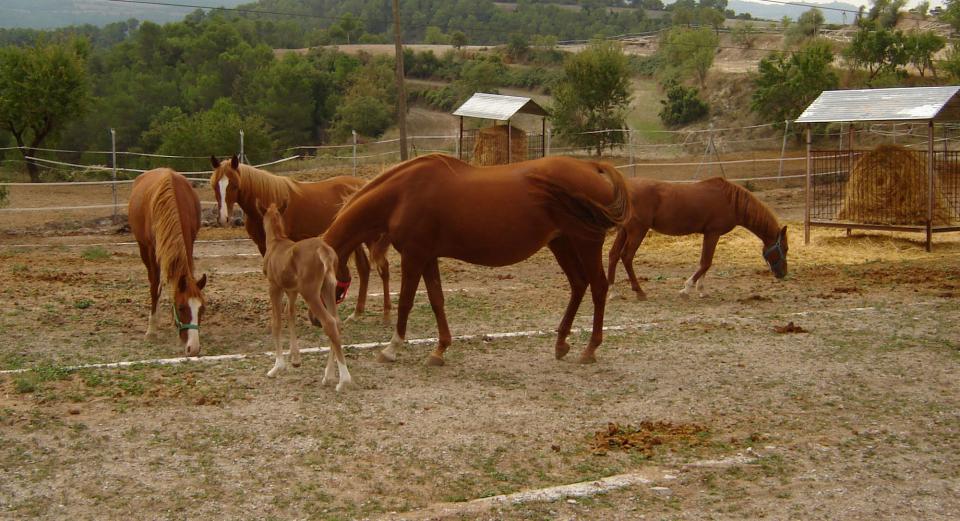 Explotació equina Cal Sebastià