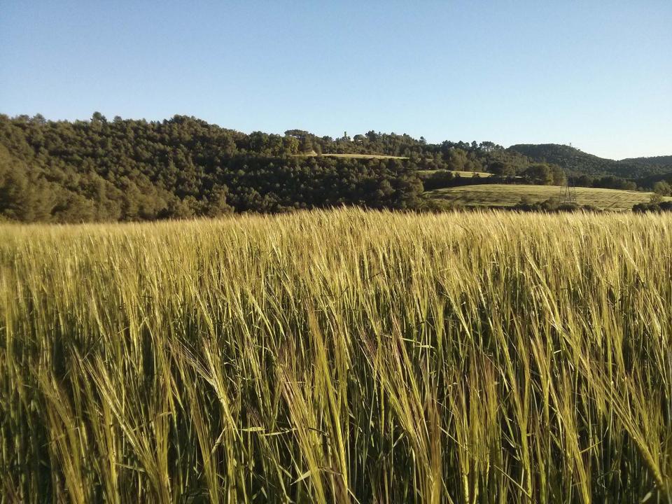 4.7.2014 camps de cereal  Porquerisses -  Ramon Sunyer