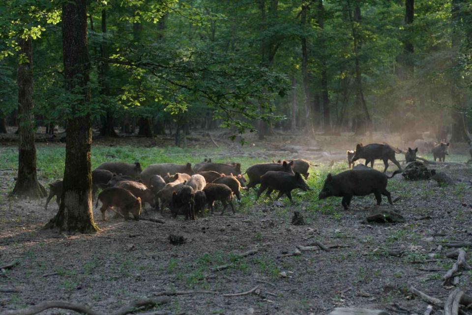 Catalunya tirarà endavant un estudi pioner que esterilitza senglars per controlar-ne la població