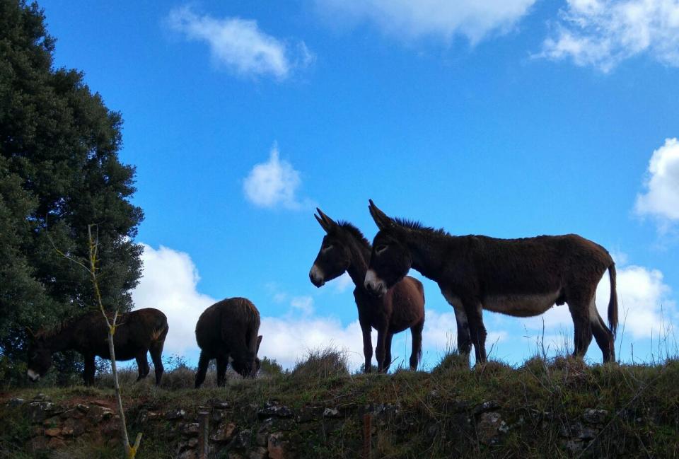 20.3.2016 Els ajudants per netejar el bosc  Cal Caseta -  Martí Garrancho