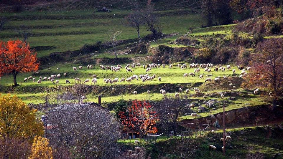 Vallfogona Ripollès zona on predomina el bosc - 