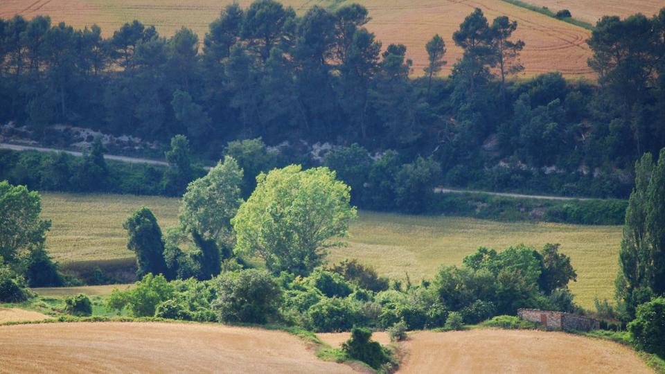 11.6.2016 paisatge  Argençola -  Ramon Sunyer