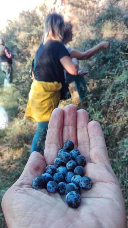 Curs Pràctic de Plantes aromàtiques i medicinals impartit per Fitomón - Argençola