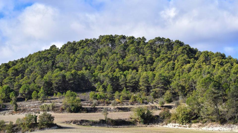 6.11.2016 paisatge de tardor  Rocamora -  Ramon Sunyer