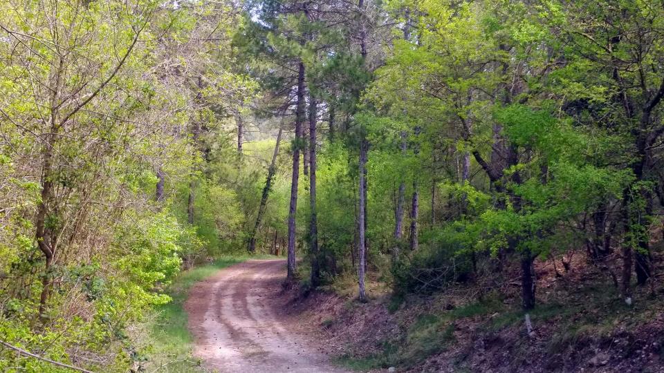 17.4.2017 boscos  Argençola -  Marina Berenguer