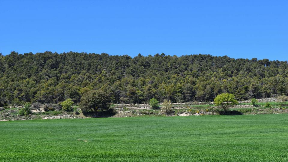 10.4.2017 Paisatge  Argençola -  Ramon Sunyer