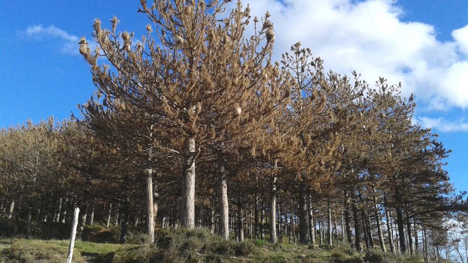 El CREAF inicia una campanya de participació ciutadana per recollir dades sobre l’afectació dels boscos per la processionària