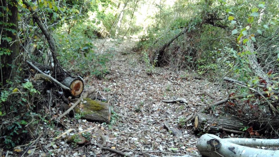 Treballs de neteja del bosc a la riera de Clariana