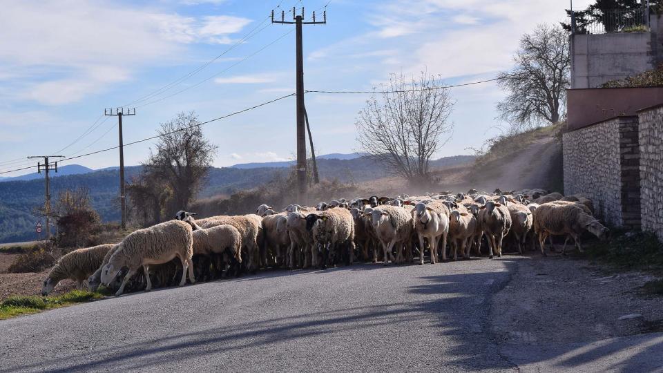 27.11.2017 ramat de cal Serrats  Argençola -  Ramon  Sunyer