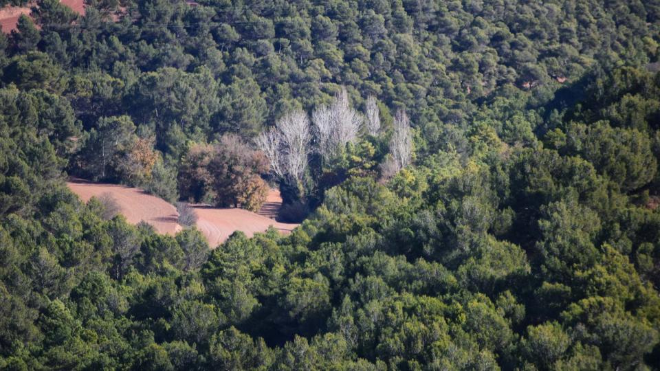 27.11.2017 paisatge de tardor  Argençola -  Ramon  Sunyer