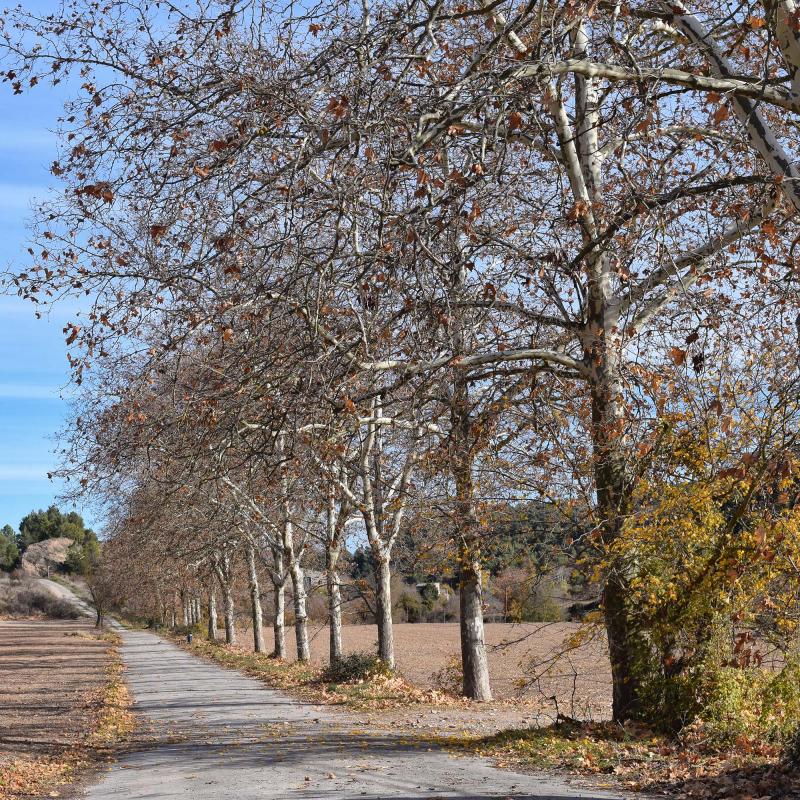 27.11.2017 plataners del camí ignasià  Porquerisses -  Ramon  Sunyer