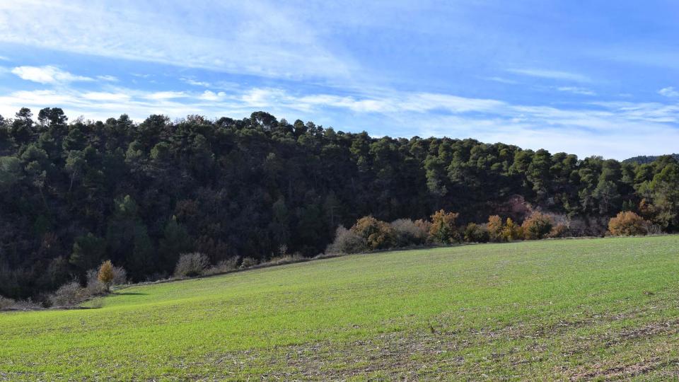 27.11.2017 paisatge  Santa Maria del Camí -  Ramon  Sunyer