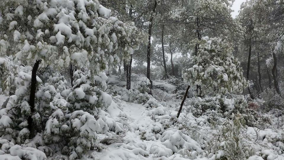 28.2.2018 Boscos  Argençola -  Martí Garrancho