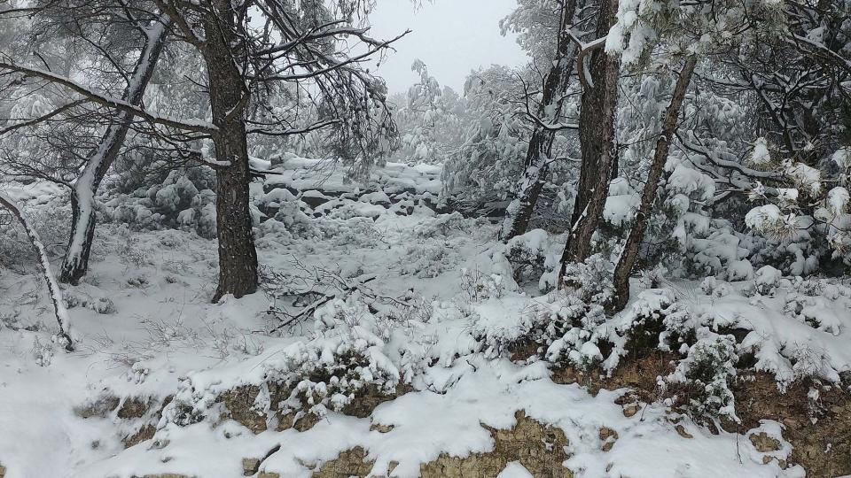 28.2.2018 Boscos  Argençola -  Martí Garrancho