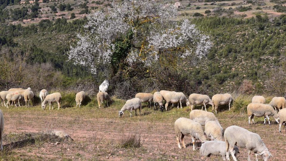 3.3.2019 el ramat de cal Serrats  Argençola -  Ramon Sunyer