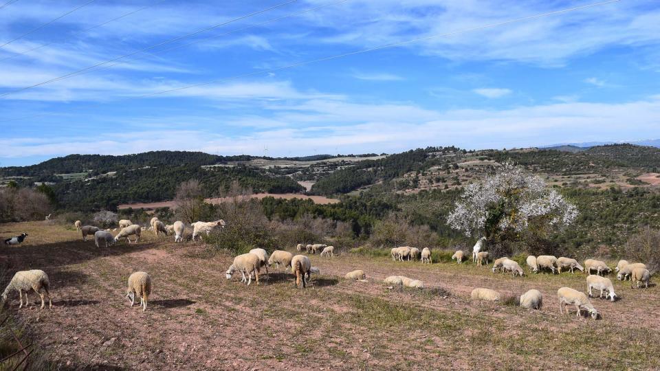 3.3.2019 el ramat de cal Serrats  Argençola -  Ramon Sunyer