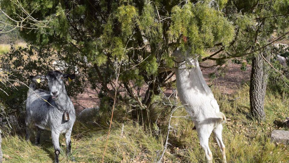 3.3.2019 el ramat de cal Serrats  Argençola -  Ramon Sunyer