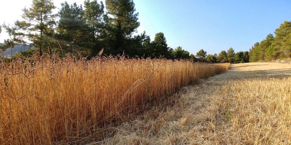 20.7.2019 Poc a poc i bona lletra  Argençola -  Martí Garrancho