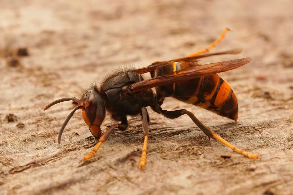 Crida a la població per a atrapar la vespa asiàtica (Vespa velutina) a Argençola