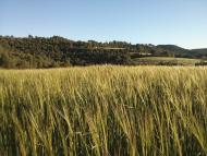 Porquerisses: camps de cereal  Ramon Sunyer