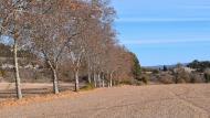 Porquerisses: plataners del camí ignasià  Ramon  Sunyer