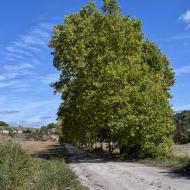 Porquerisses: Plataners del camí ignasià  Ramon Sunyet