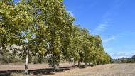 Porquerisses: Plataners del camí ignasià  Ramon Sunyet