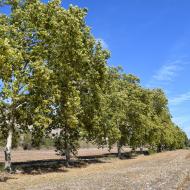 Porquerisses: Plataners del camí ignasià  Ramon Sunyet