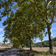 Porquerisses: Plataners del camí ignasià  Ramon Sunyet