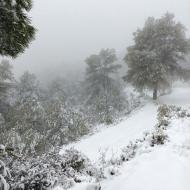 Argençola: Boscos  Martí Garrancho