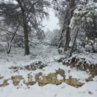 Argençola: Boscos  Martí Garrancho