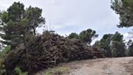 Porquerisses: aprofitament forestal  Ramon Sunyer