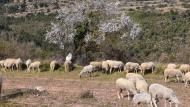 Argençola: el ramat de cal Serrats  Ramon Sunyer