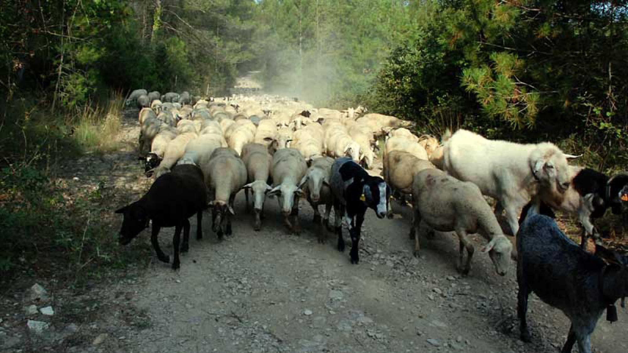 El ramat de cal Serrats pasturant al bosc