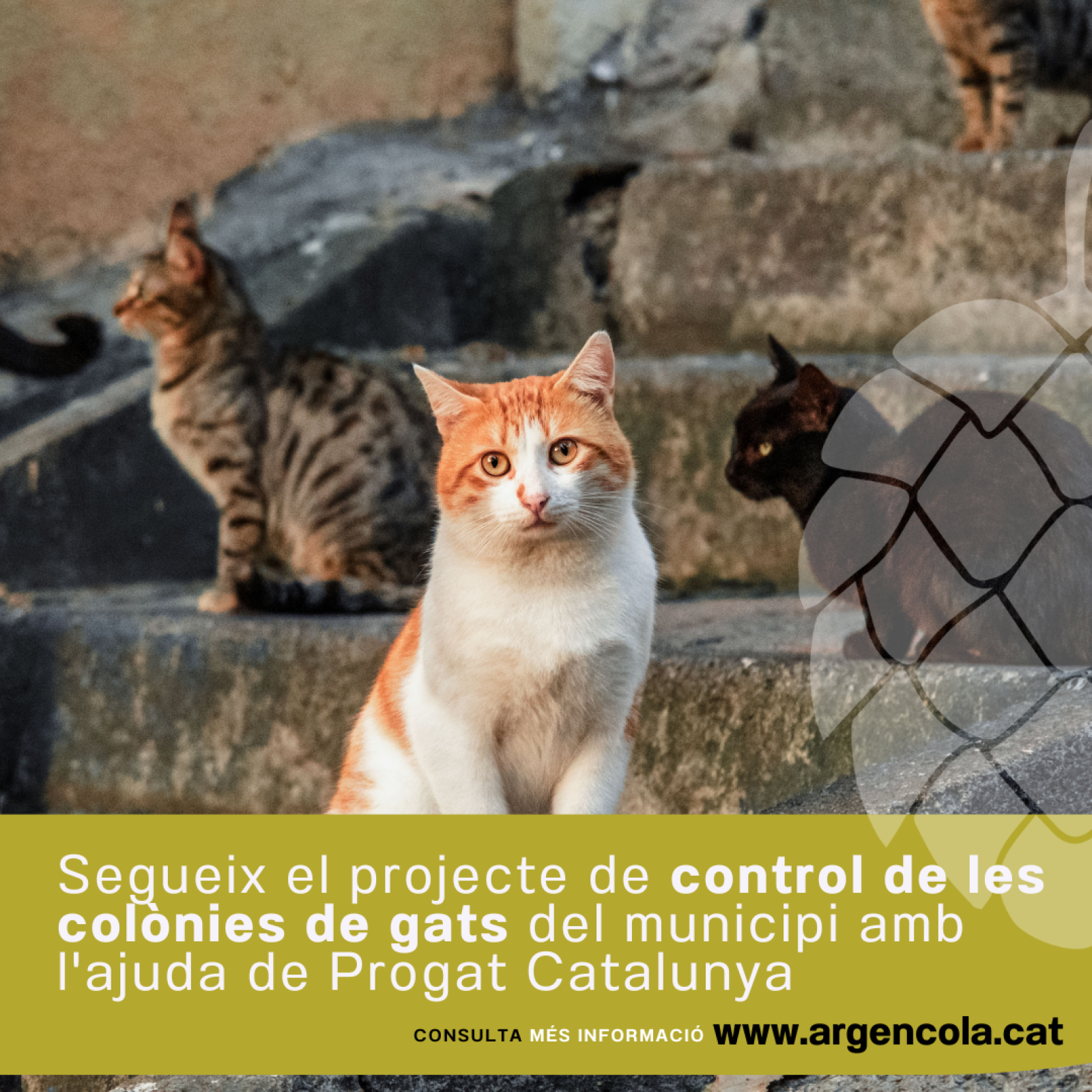 Argençola continua amb el projecte de control de colònies de gats amb la col·laboració de voluntariat, entitats i administracions